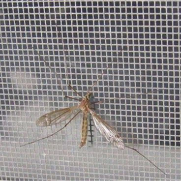 Anti Insect Netting